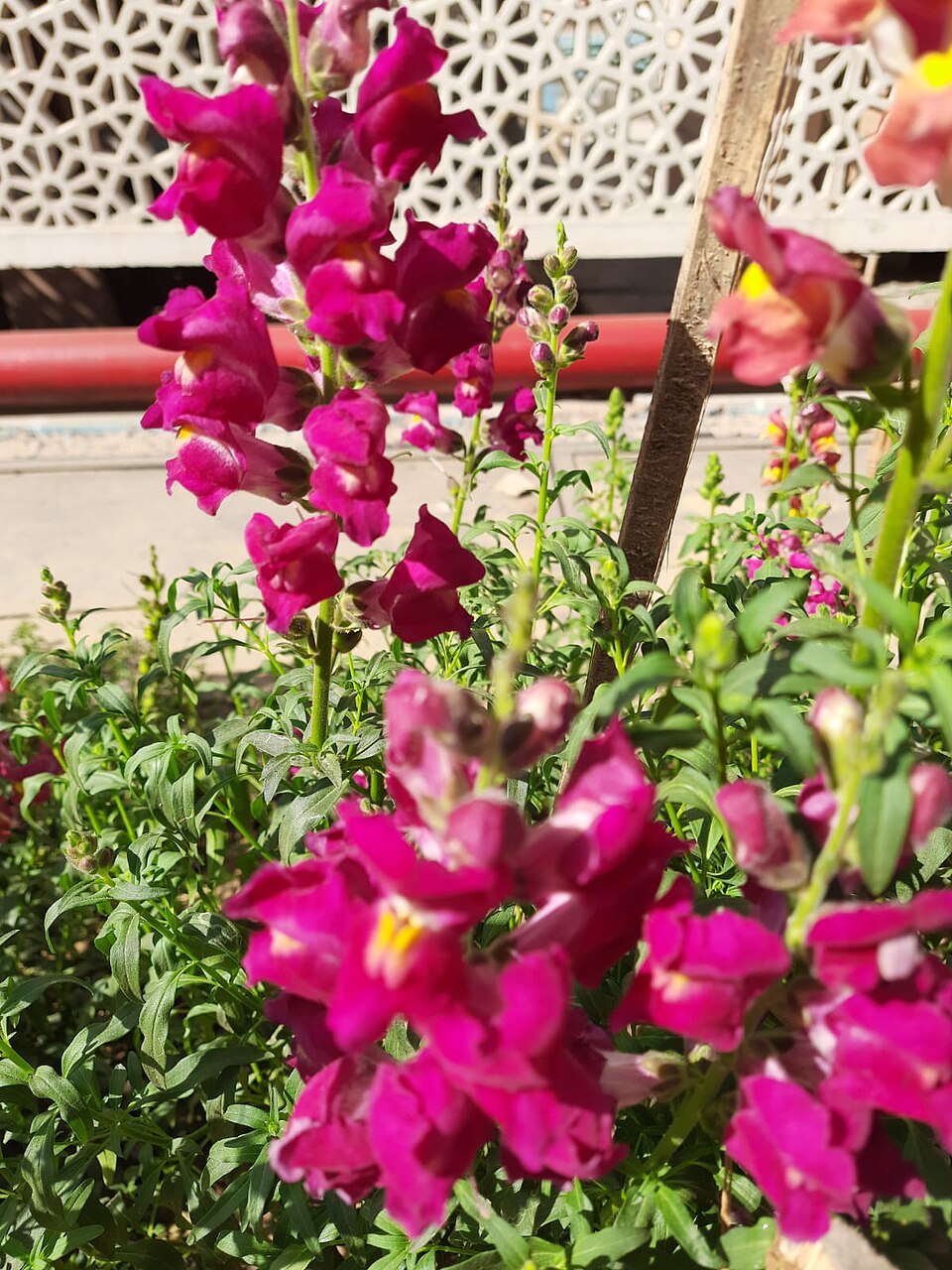 Antirrhinum (Snapdragons)