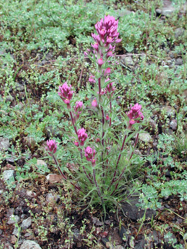 Castilleja exserta (purple owl's-clover) (alternate view 6)