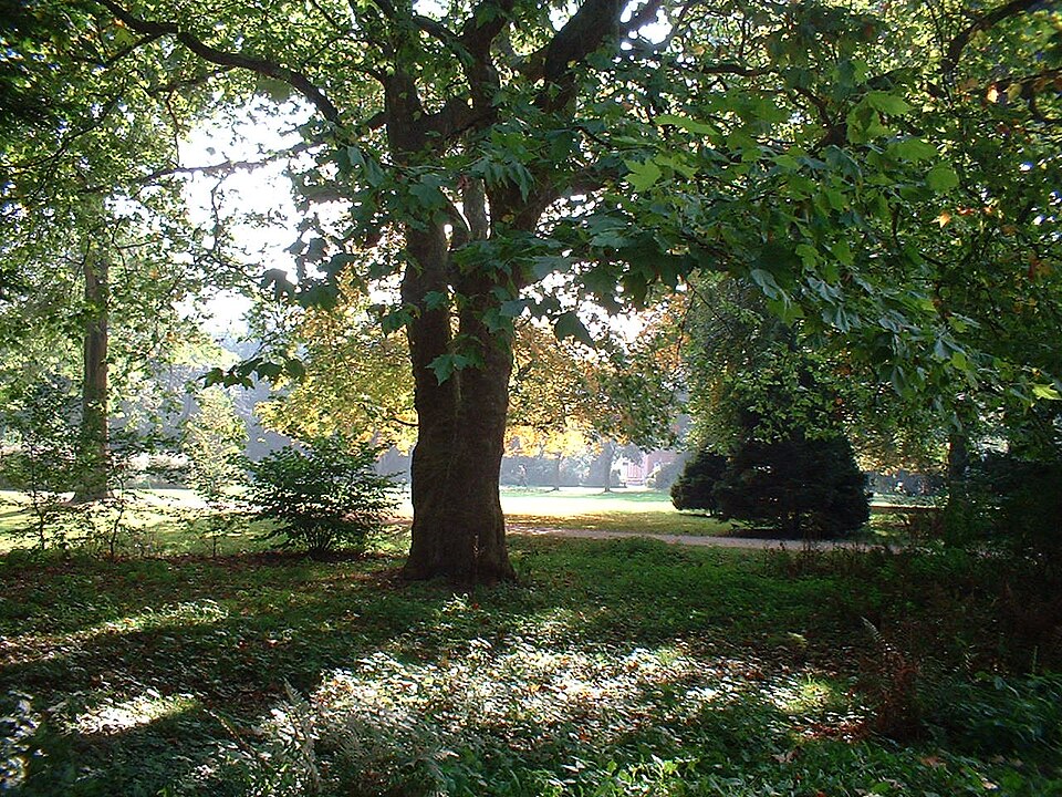 Platanus × hispanica (London Plane) (alternate view 10)