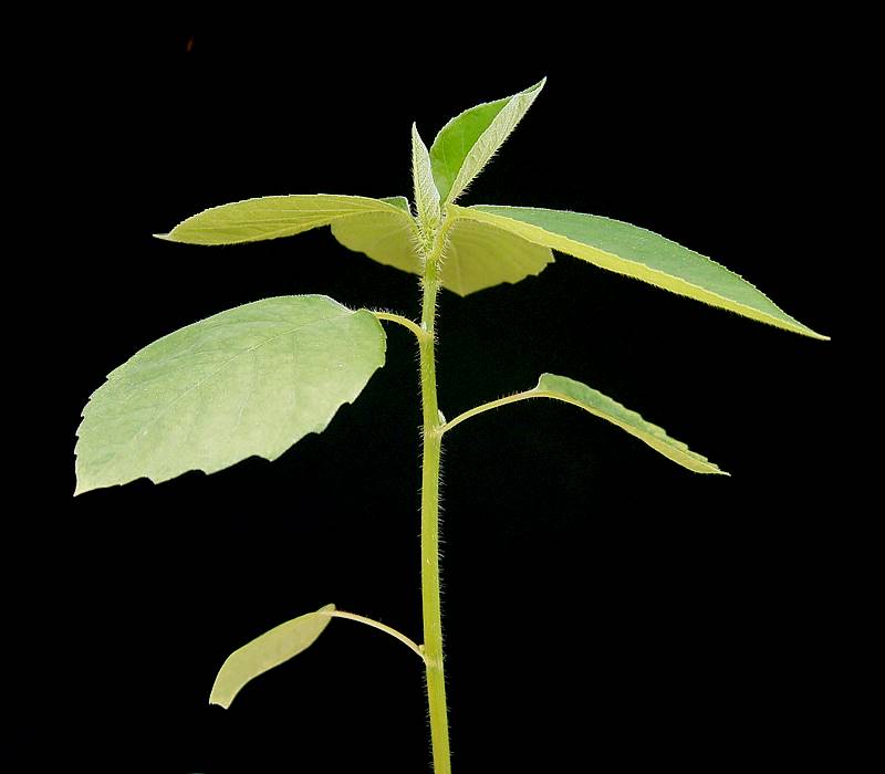 Euphorbia dentata (green poinsettia) (alternate view 2)