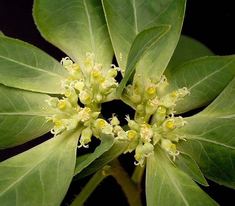 Euphorbia dentata (green poinsettia) (alternate view 3)