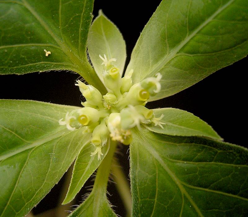 Euphorbia dentata (green poinsettia) (alternate view 4)