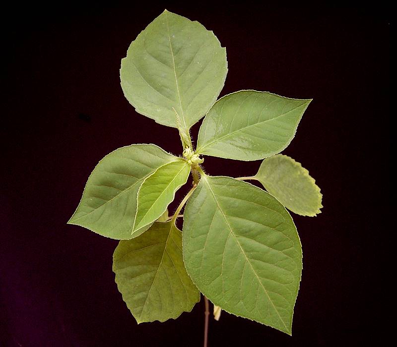 Euphorbia dentata (green poinsettia) (alternate view 5)