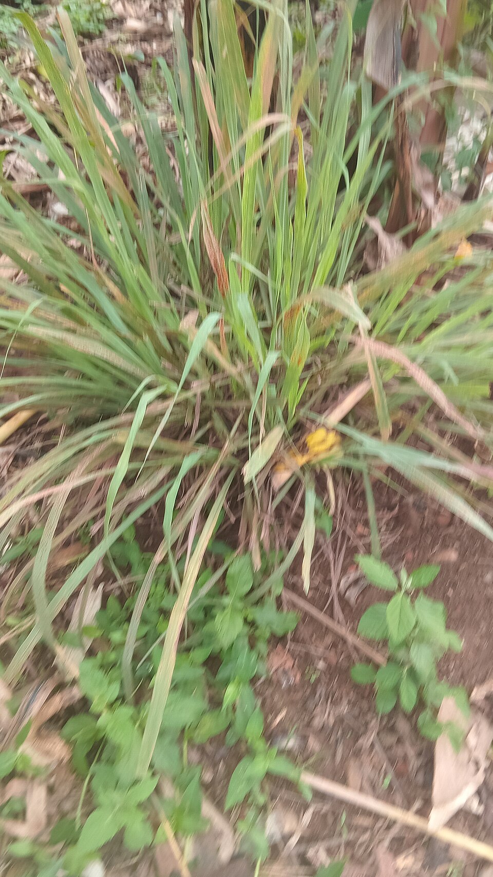 Cymbopogon (Lemon Grasses) (alternate view 2)