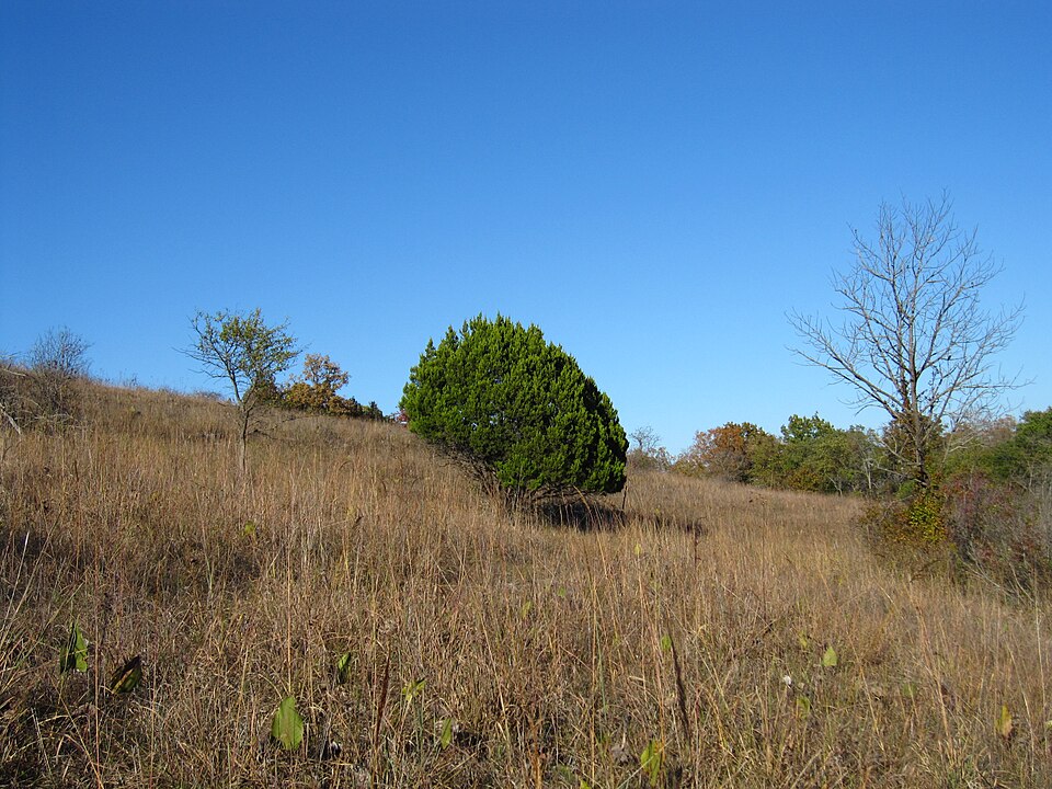 Juniperus ashei (Ashe juniper) (alternate view 3)