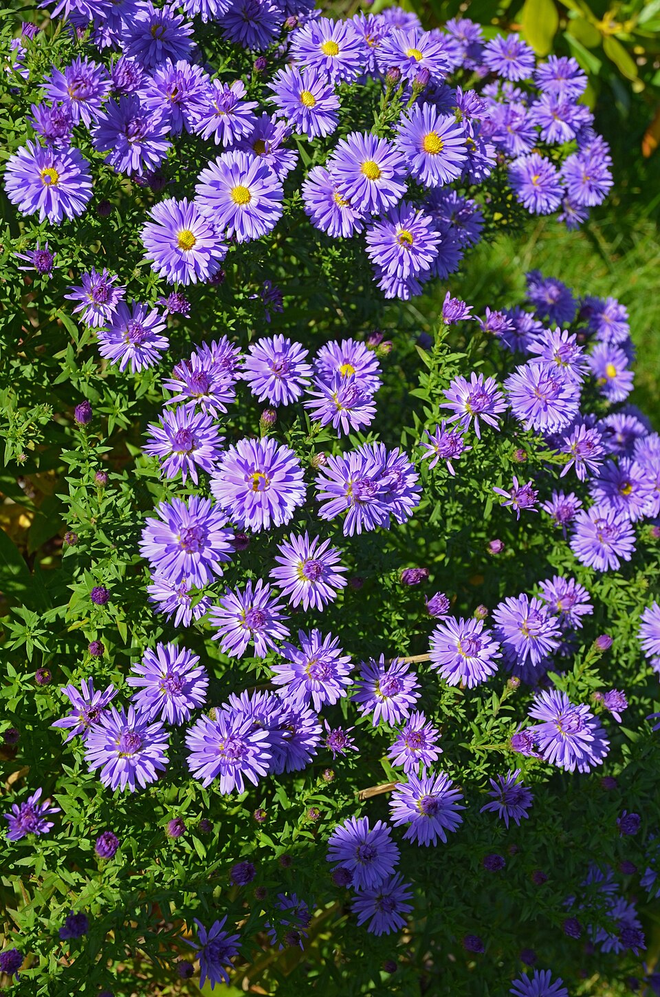 Symphyotrichum (American asters)