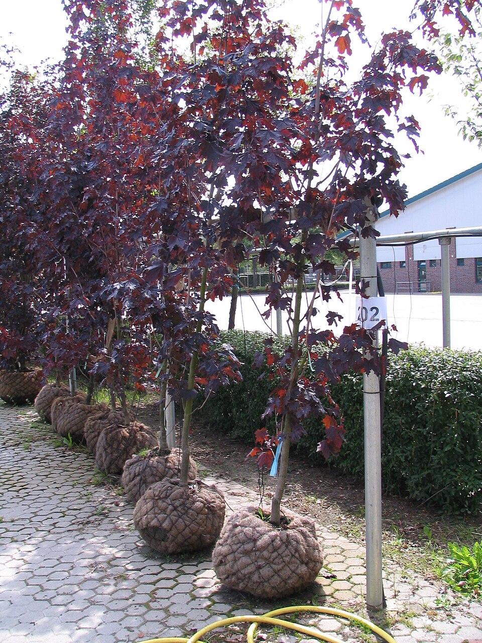 Acer platanoides 'Royal Red' (Royal Red Norway Maple Tree)