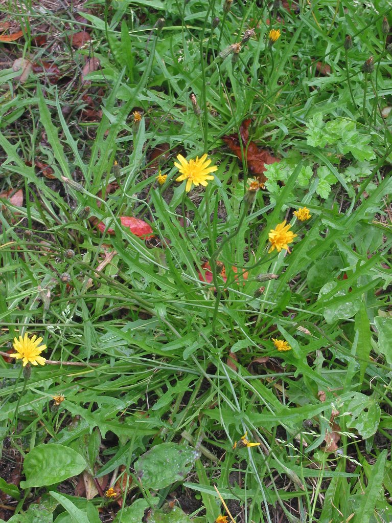 Scorzoneroides autumnalis (Autumn Hawkbit)