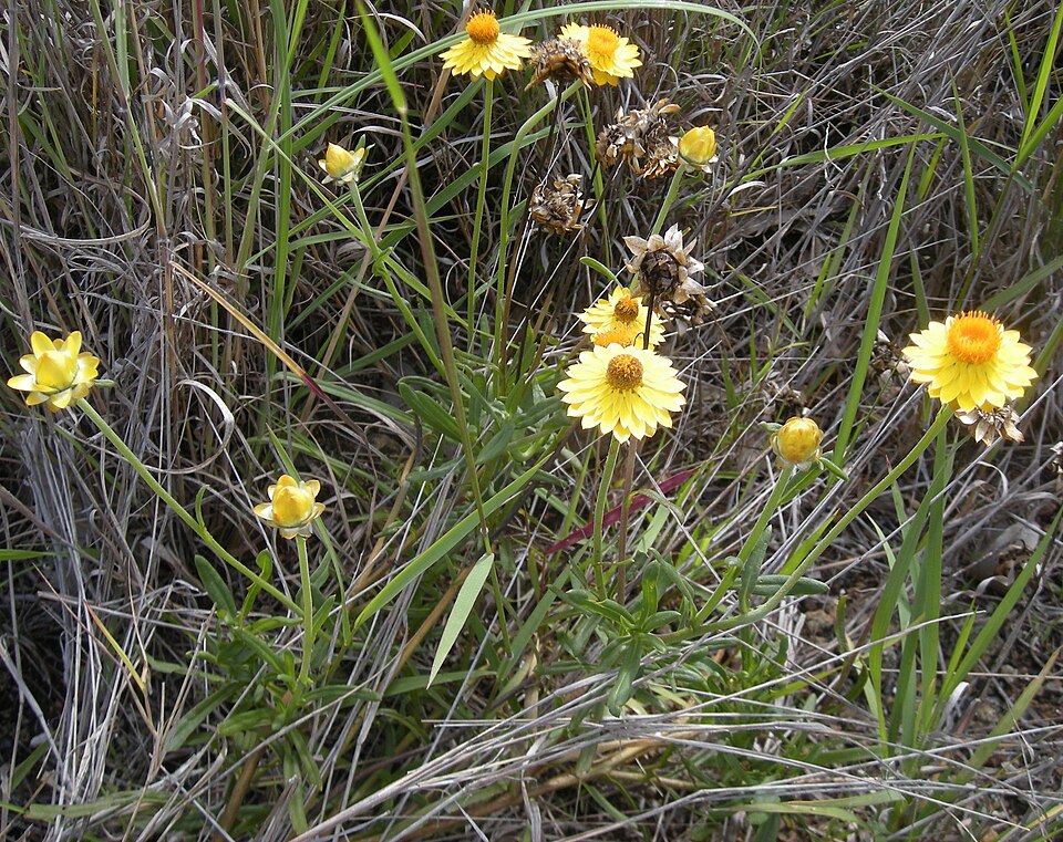 Xerochrysum bracteatum (Golden Everlasting) (alternate view 2)