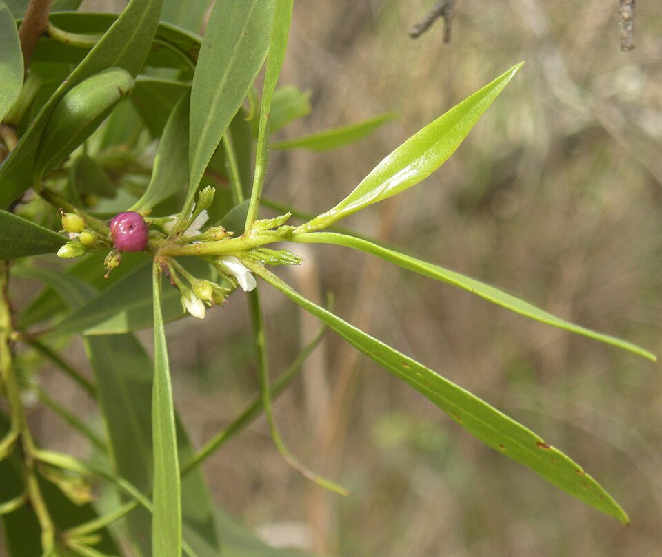 Myoporum montanum (waterbush) (alternate view 6)