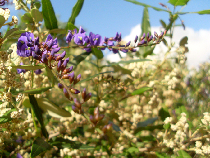 Spyridium globulosum (basket bush) (alternate view 7)