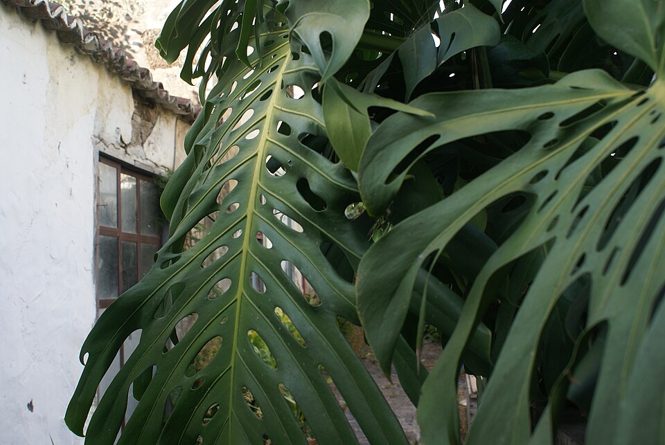 Monstera deliciosa (Swiss Cheese Plant) (alternate view 10)