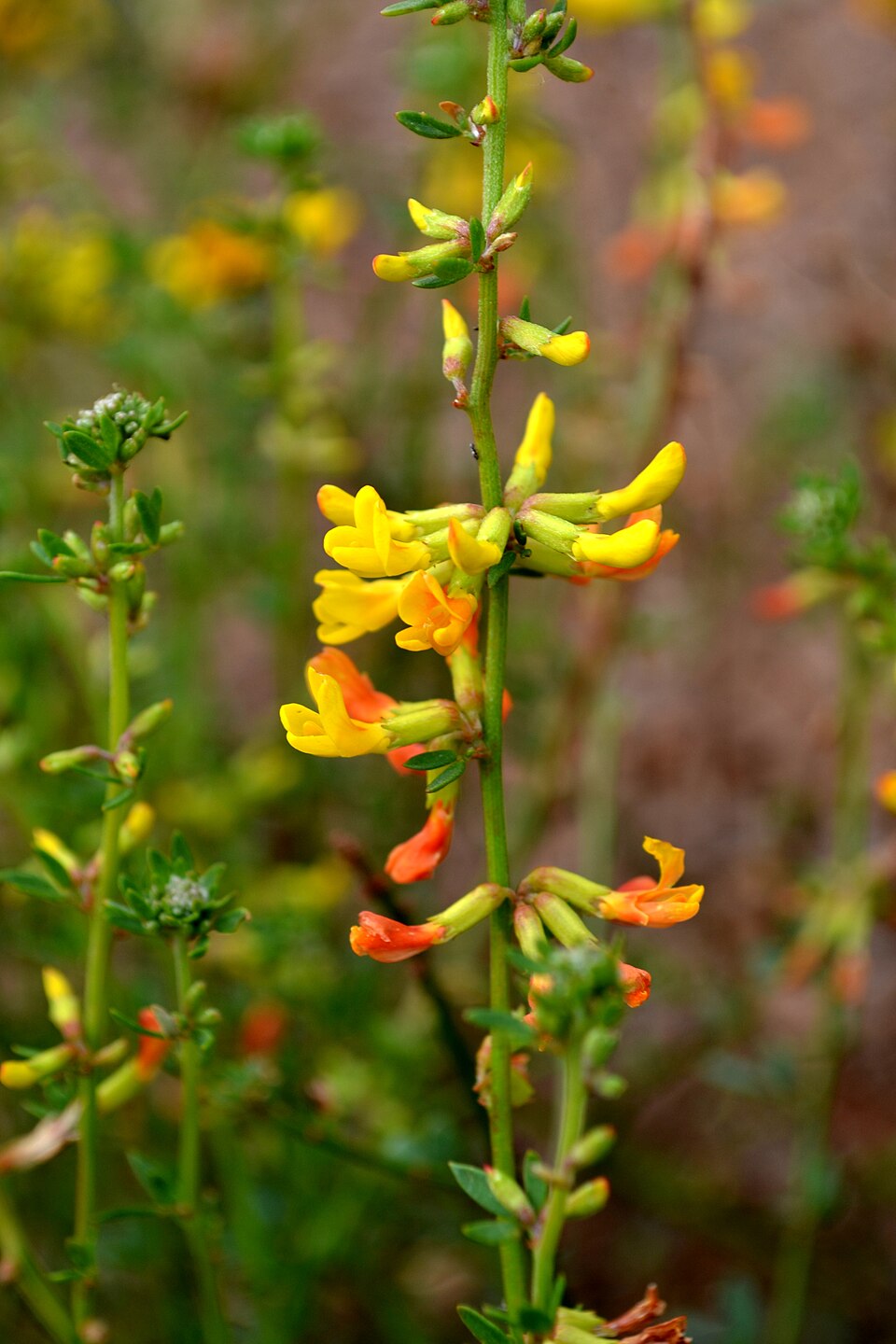 Acmispon glaber (deerweed)