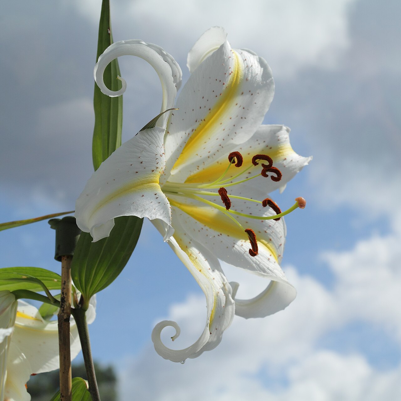 Lilium auratum, Golden-rayed lily — upright deciduous (Liliaceae) (image 6 of 10)