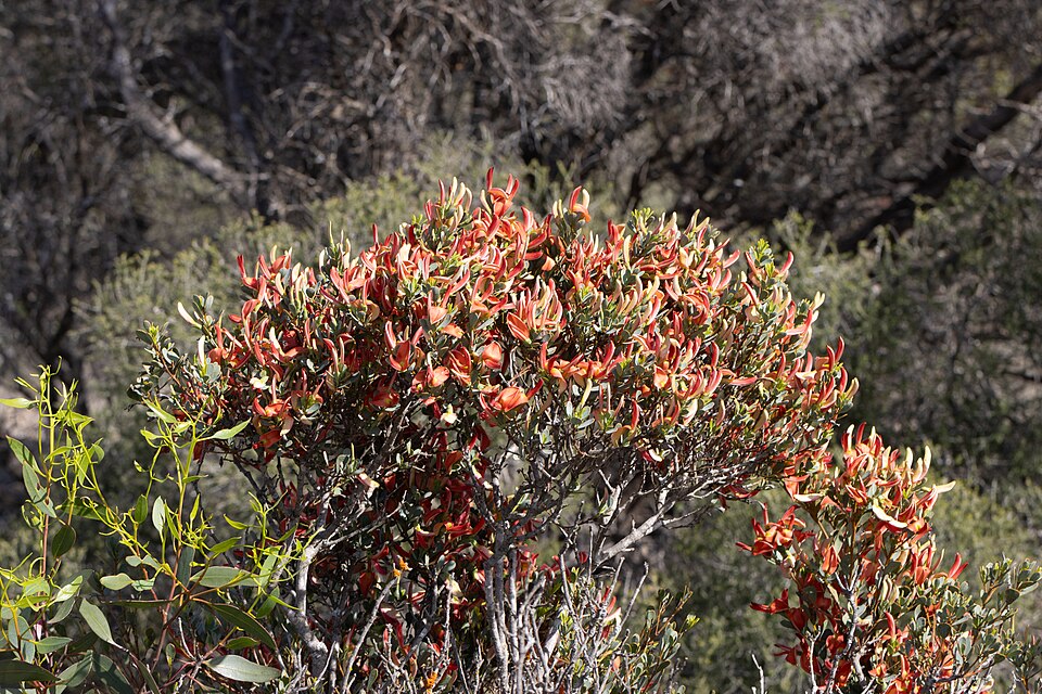 Templetonia retusa (Cockies Tongue) (alternate view 9)
