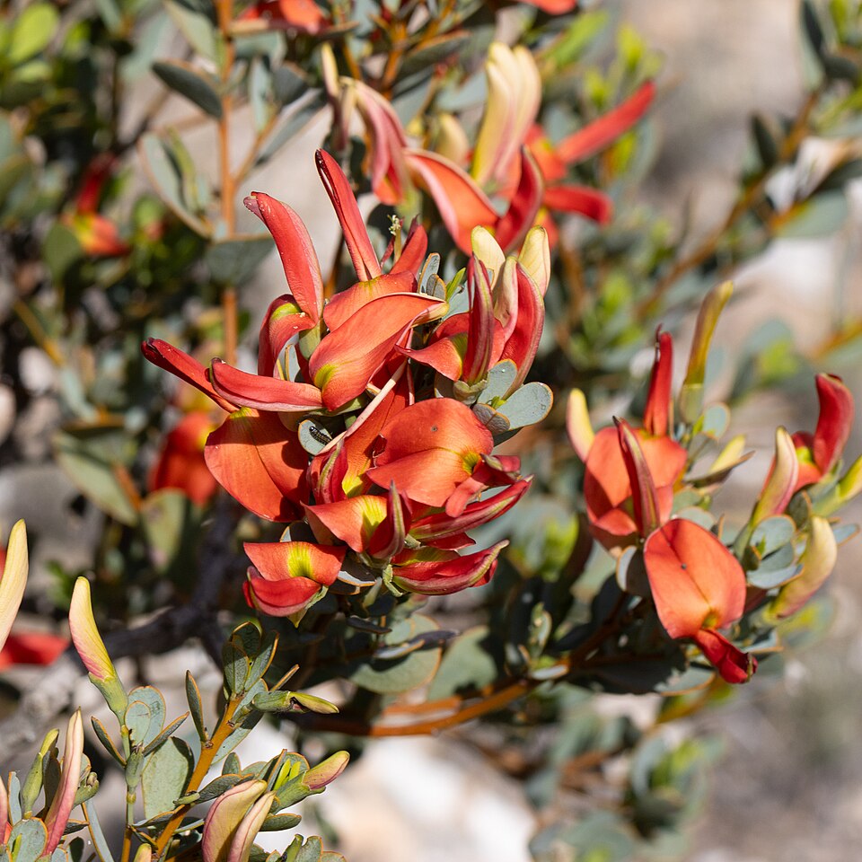Templetonia retusa (Cockies Tongue) (alternate view 10)