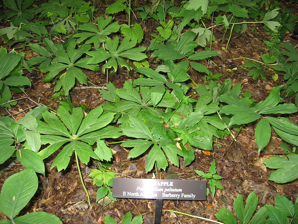 Podophyllum peltatum (mayapple) (alternate view 4)