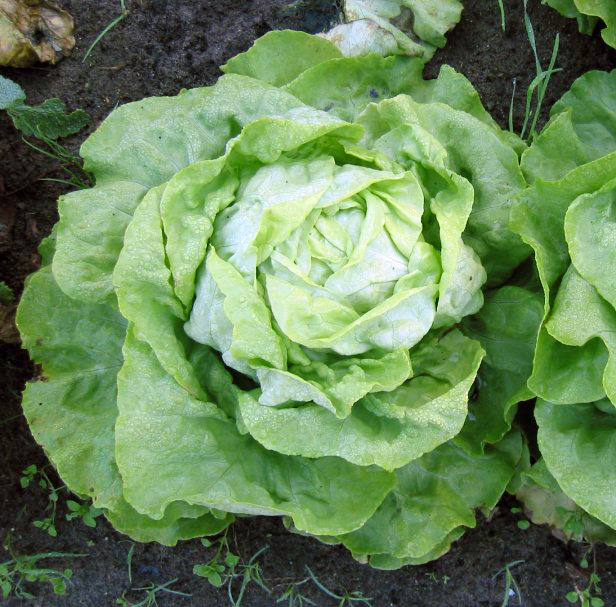 Lactuca sativa var. capitata (Head Lettuce)
