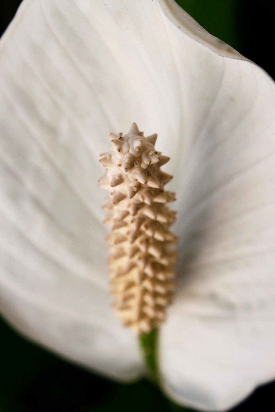 Spathiphyllum wallisii (Peace Lily) (alternate view 6)