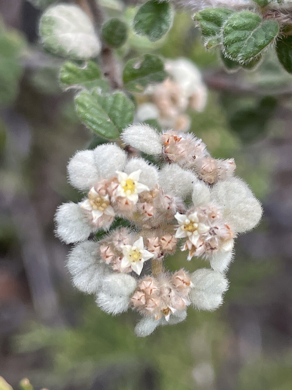 Spyridium parvifolium (Australian dusty miller) (alternate view 4)