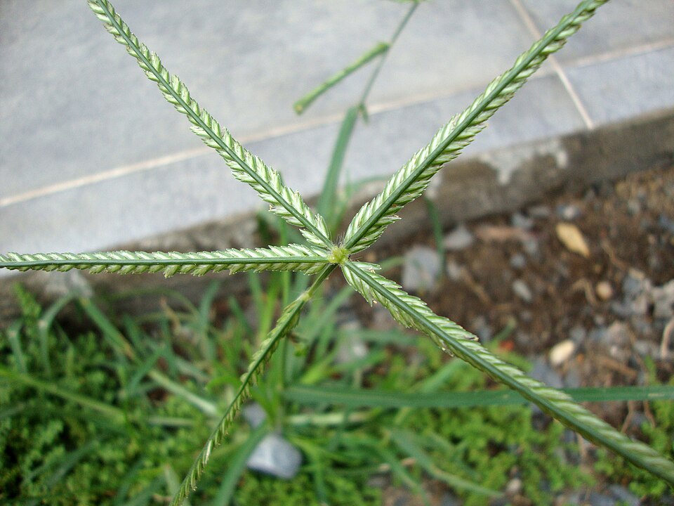Eleusine indica (Goose Grass) (alternate view 7)