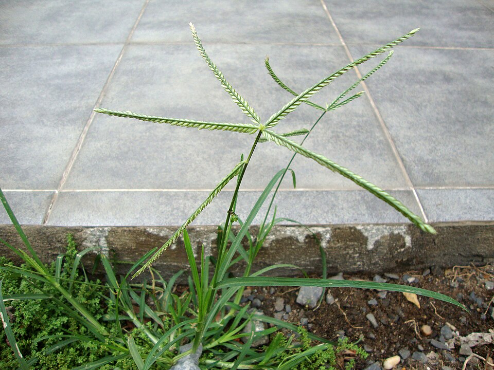 Eleusine indica (Goose Grass) (alternate view 8)