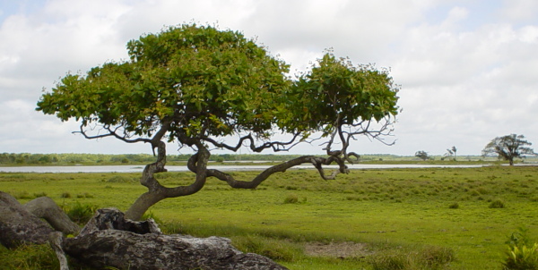 Anacardium occidentale (Cashew) (alternate view 11)