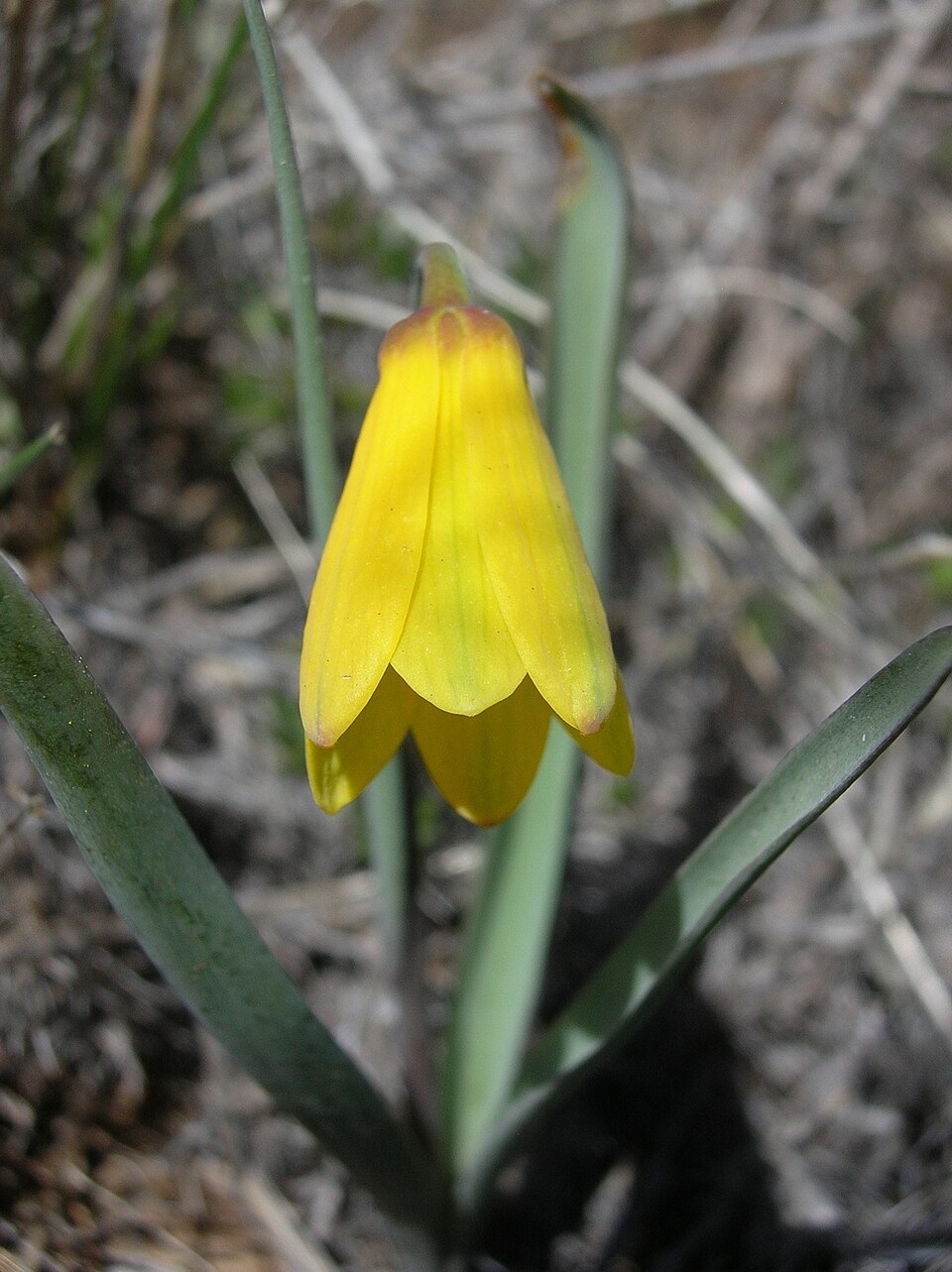 Fritillaria pudica (yellow fritillary) (alternate view 6)