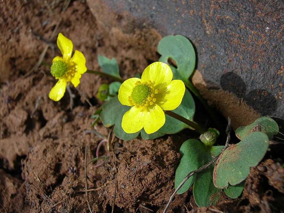 Ranunculus glaberrimus (sagebrush buttercup)