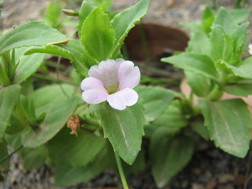 Gratiola peruviana (Austral Brooklime) (alternate view 6)