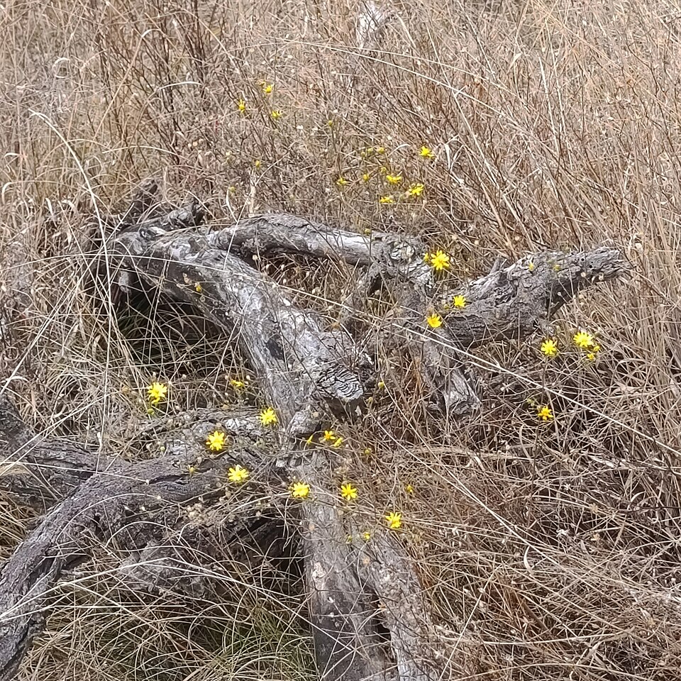 Gutierrezia (matchweeds and snakeweeds)