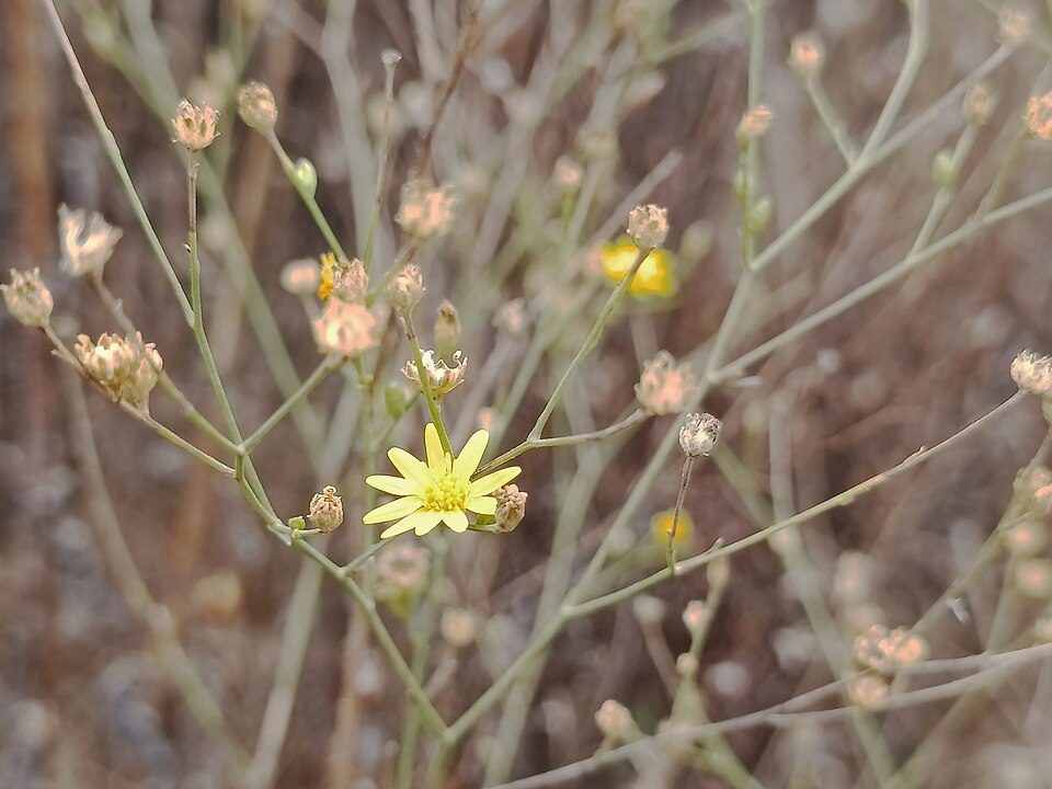 Gutierrezia (matchweeds and snakeweeds) (alternate view 2)