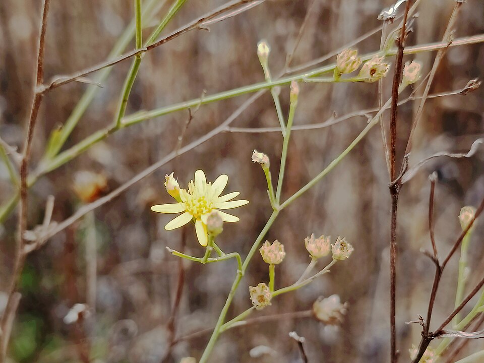 Gutierrezia (matchweeds and snakeweeds) (alternate view 3)