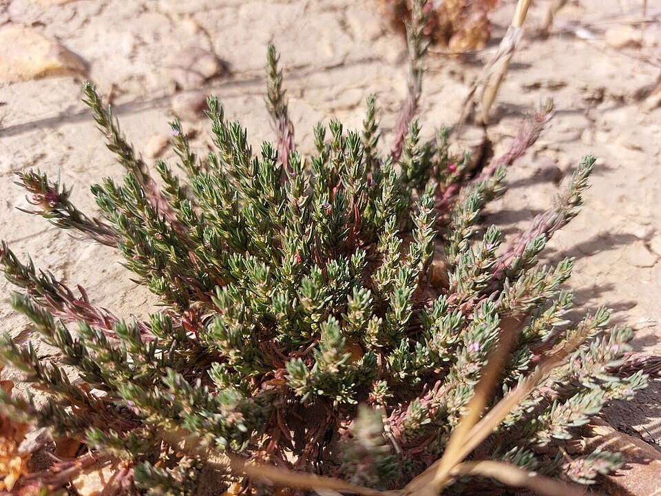 Lythrum (Lythrum Loosestrifes)