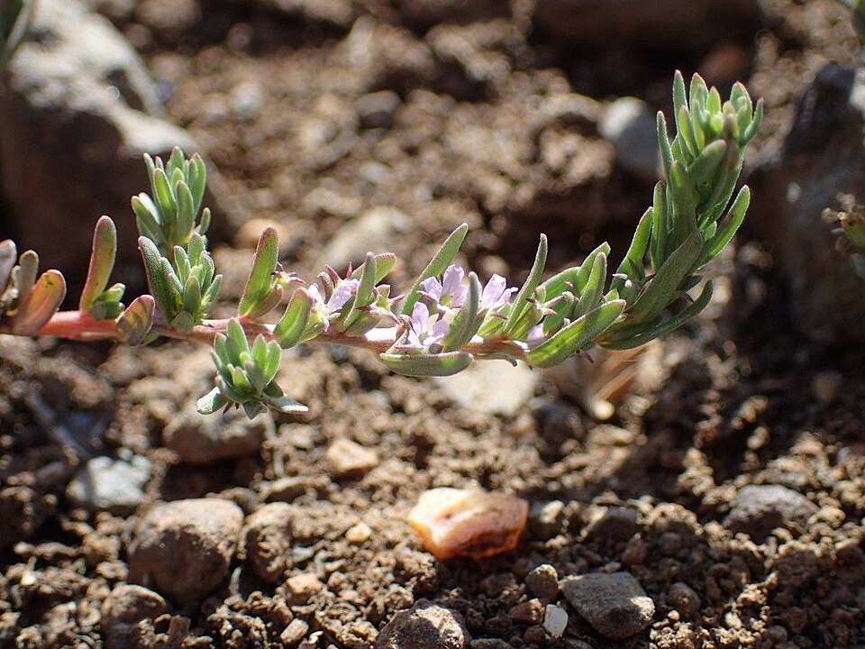 Lythrum (Lythrum Loosestrifes) (alternate view 2)