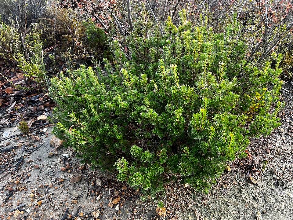 Brachyloma ericoides (brush heath) (alternate view 7)