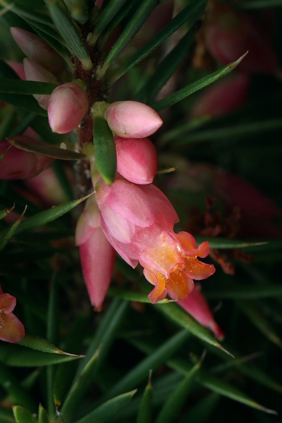 Brachyloma ericoides (brush heath) (alternate view 8)