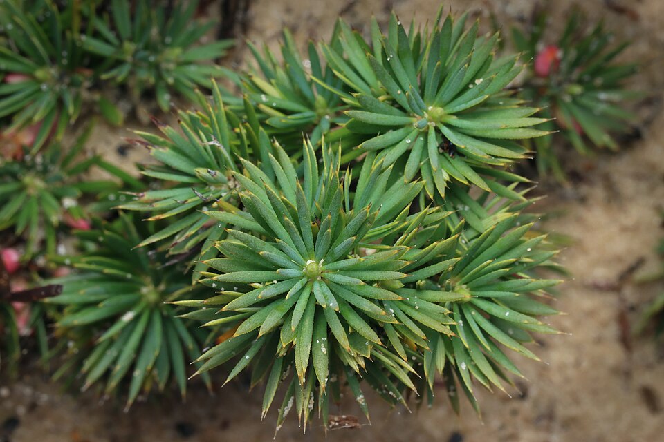 Brachyloma ericoides (brush heath) (alternate view 9)