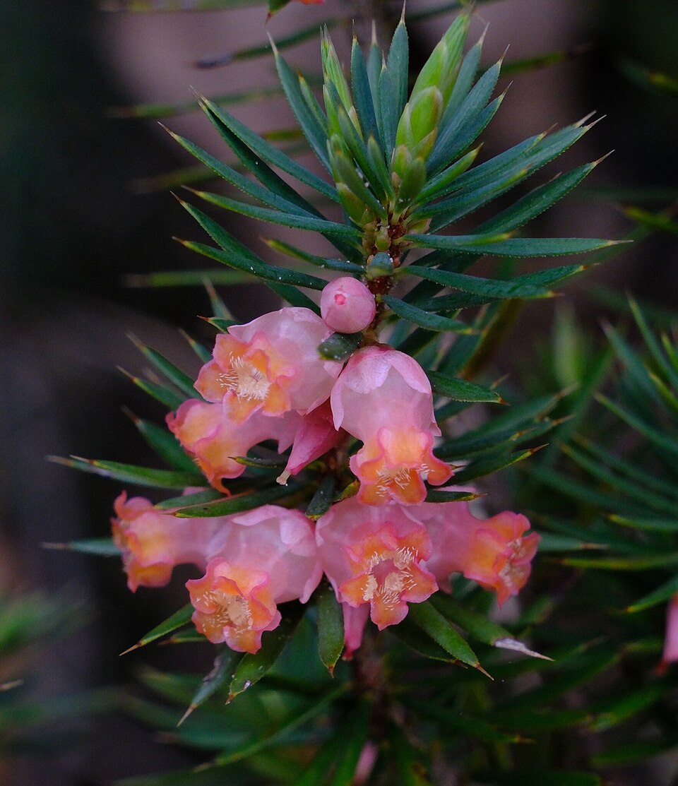 Brachyloma ericoides (brush heath) (alternate view 10)