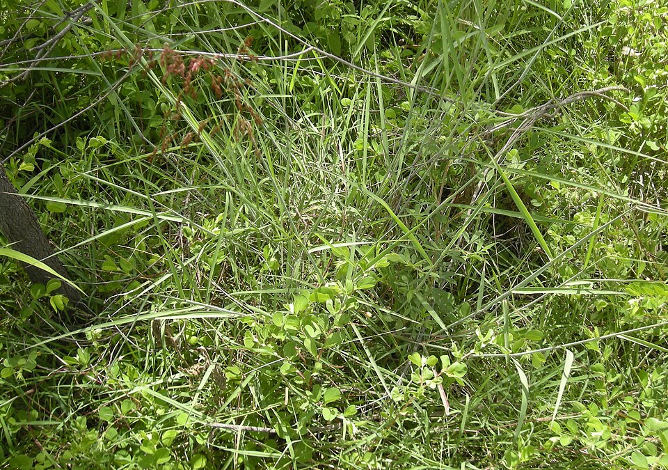 Melinis repens (Natal Grass) (alternate view 6)