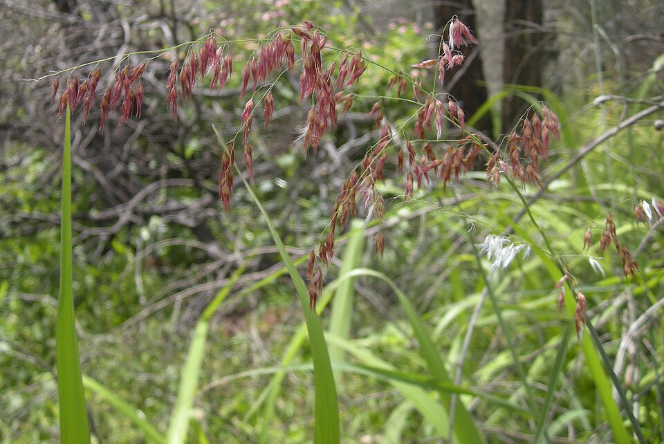 Melinis repens (Natal Grass) (alternate view 7)