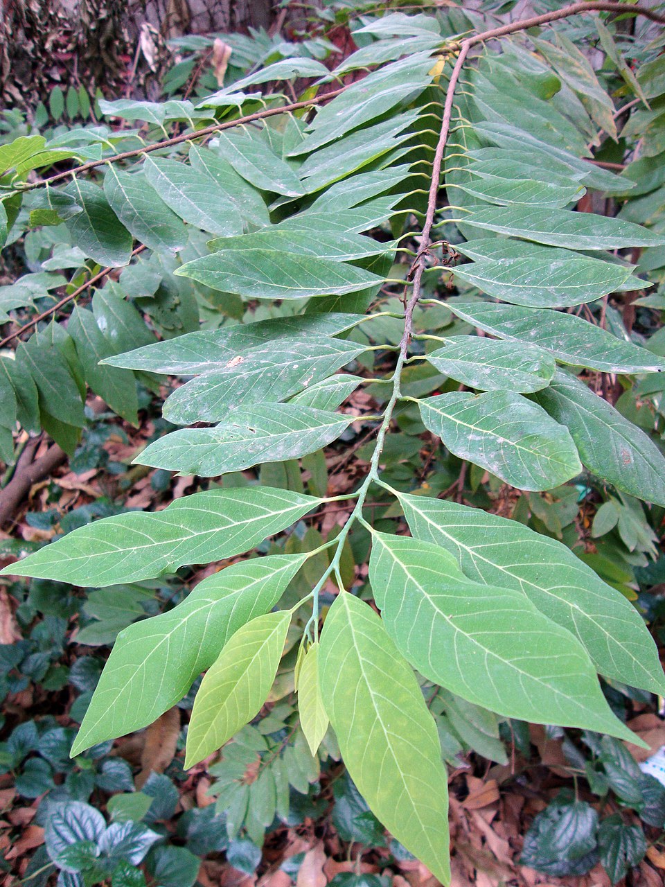 Annona squamosa (Sugar Apple) (alternate view 5)