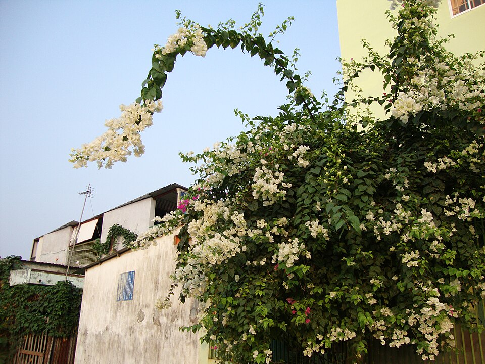 Bougainvillea spectabilis (Bougainvillea) (alternate view 8)