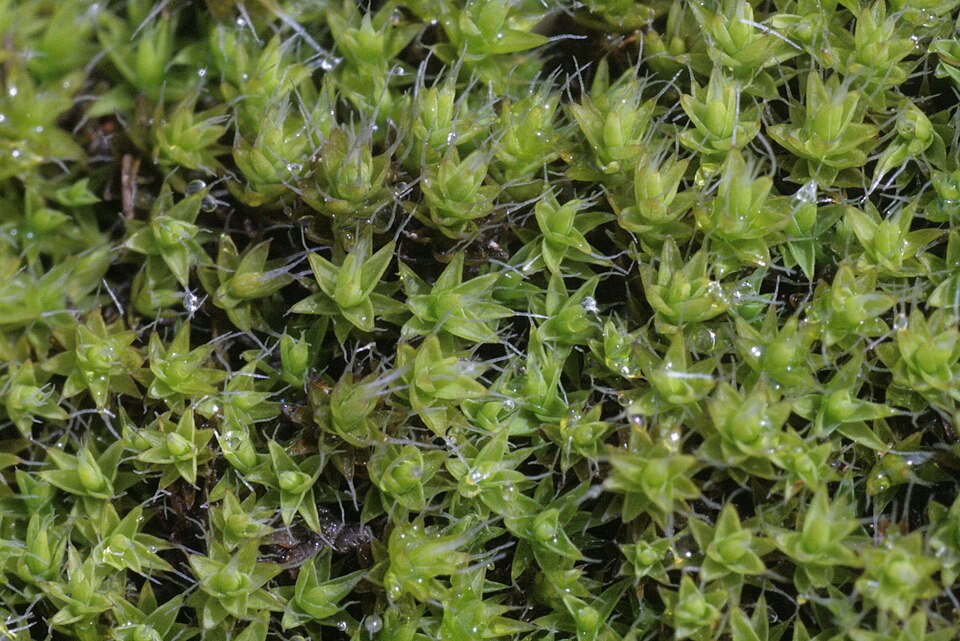 Grimmia laevigata (Grimmia Dry Rock Moss) (alternate view 6)