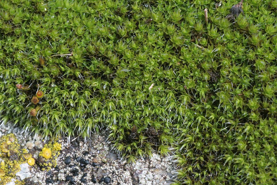 Grimmia laevigata (Grimmia Dry Rock Moss) (alternate view 7)