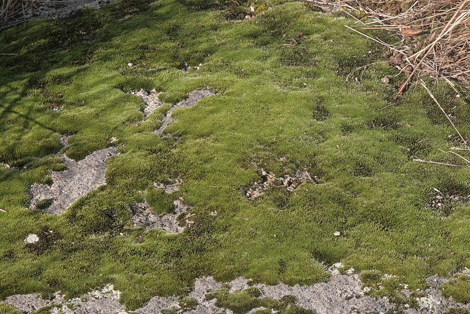 Grimmia laevigata (Grimmia Dry Rock Moss) (alternate view 8)