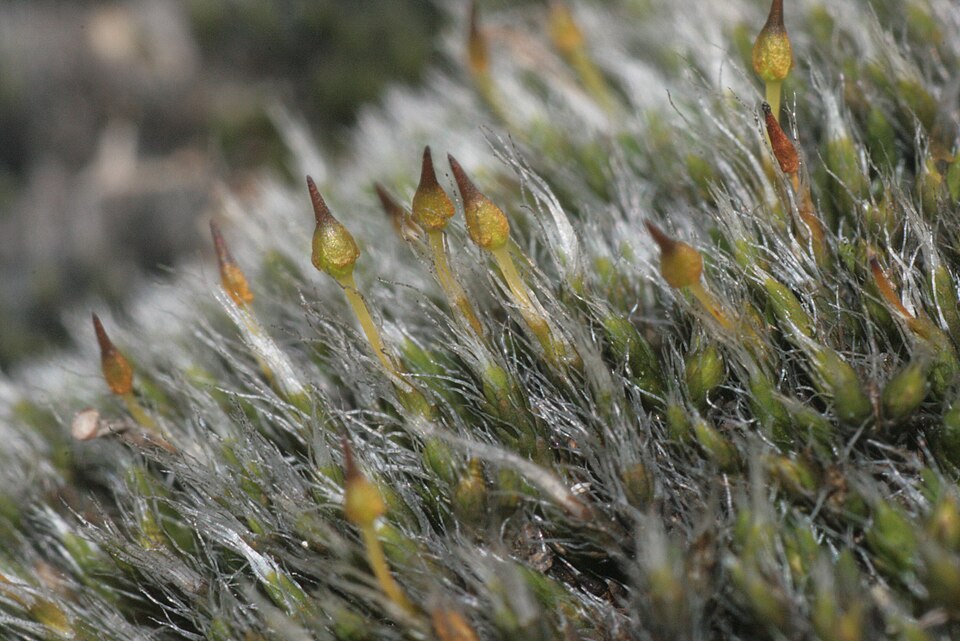 Grimmia laevigata (Grimmia Dry Rock Moss) (alternate view 9)