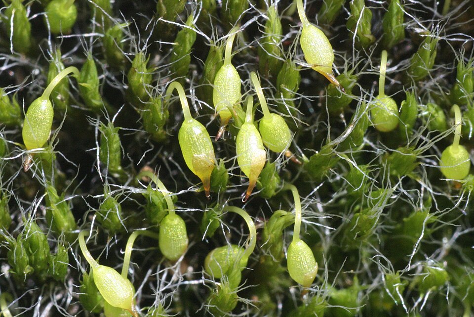 Grimmia pulvinata (Grey-cushioned Grimmia)
