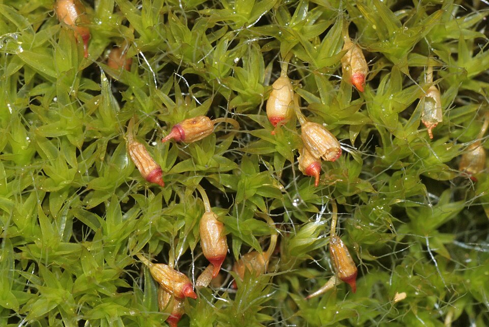 Grimmia pulvinata (Grey-cushioned Grimmia)