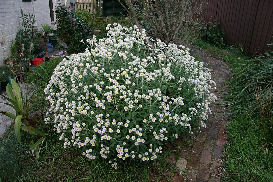 Coronidium elatum (white paper daisy) (alternate view 2)